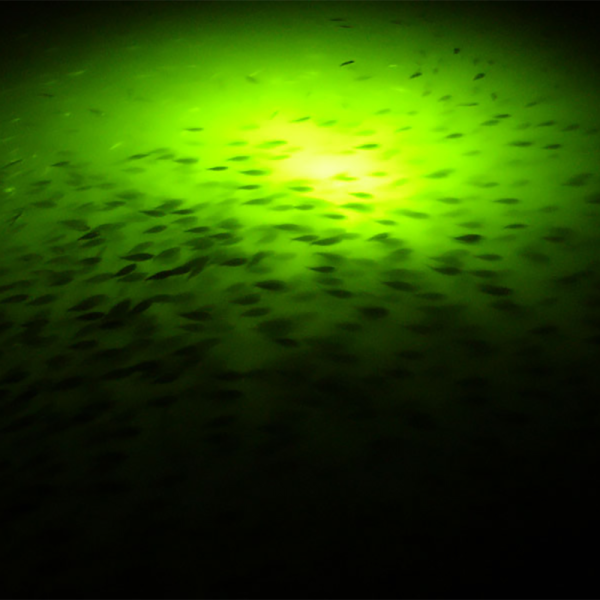 Green Monster Fishing Lights